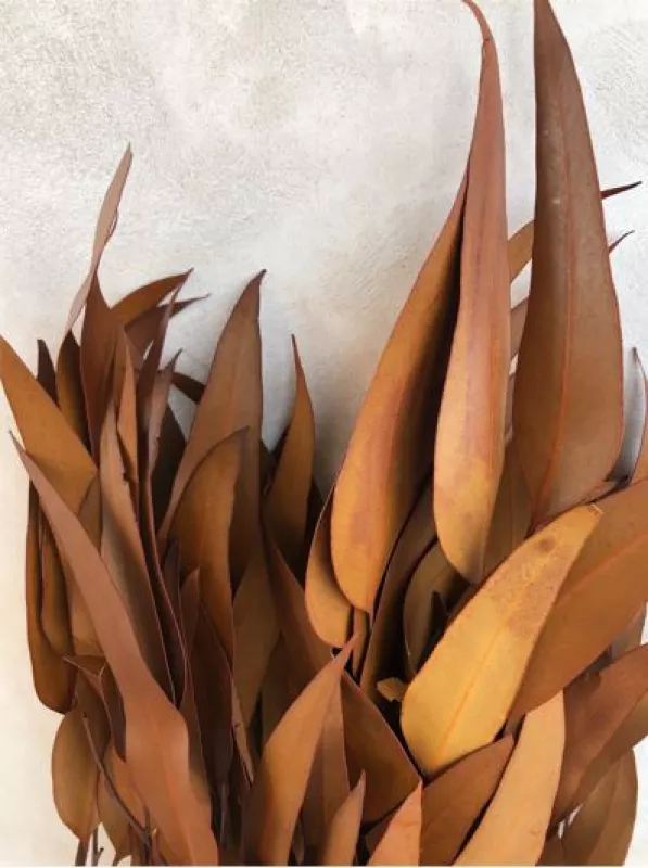 Eucalyptus Willow - Terracotta