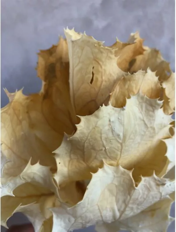 Hakea Bleached