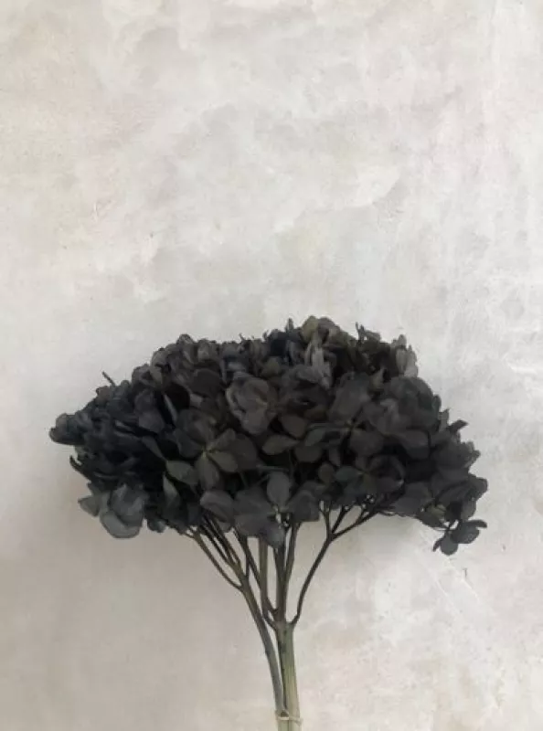 Hydrangea Pastel Black 