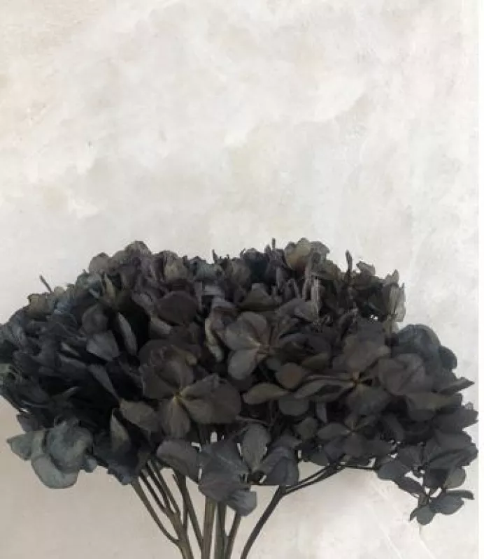 Hydrangea Pastel Black 