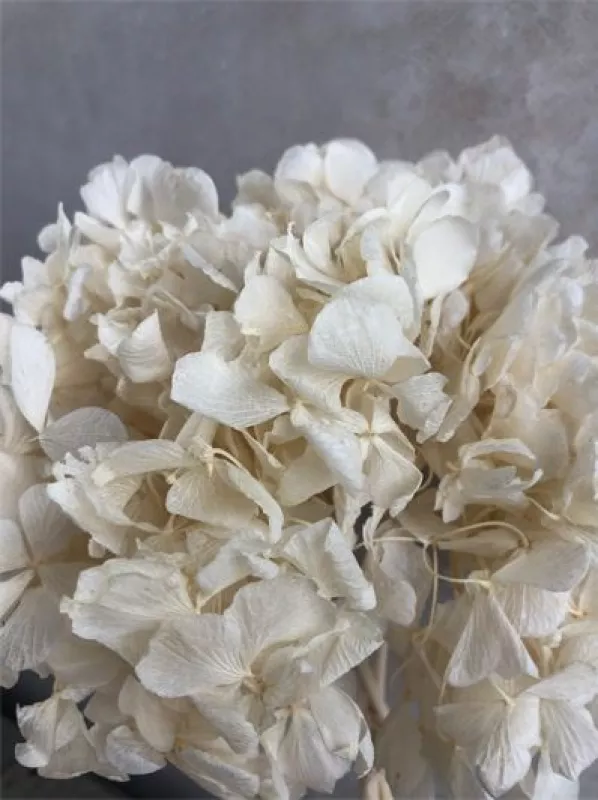 Hydrangea Bleached