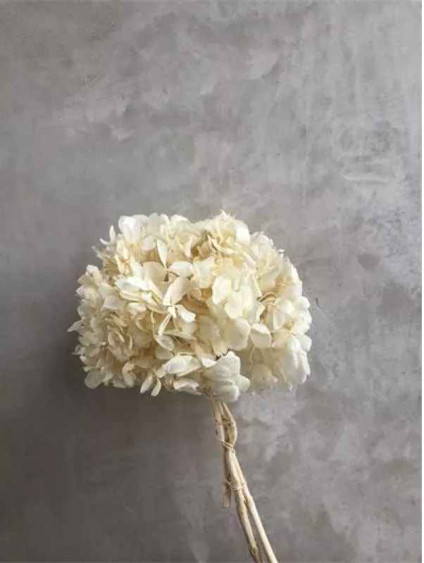 Hydrangea Bleached