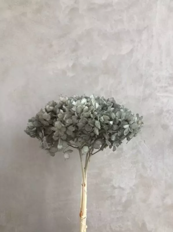 Hydrangea - Pastel Grey 