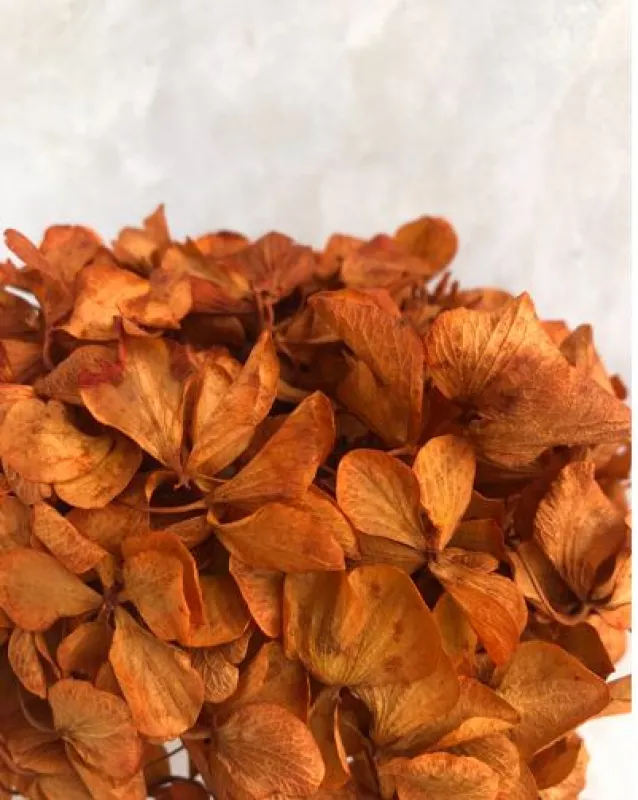 Hydrangea - Terracotta