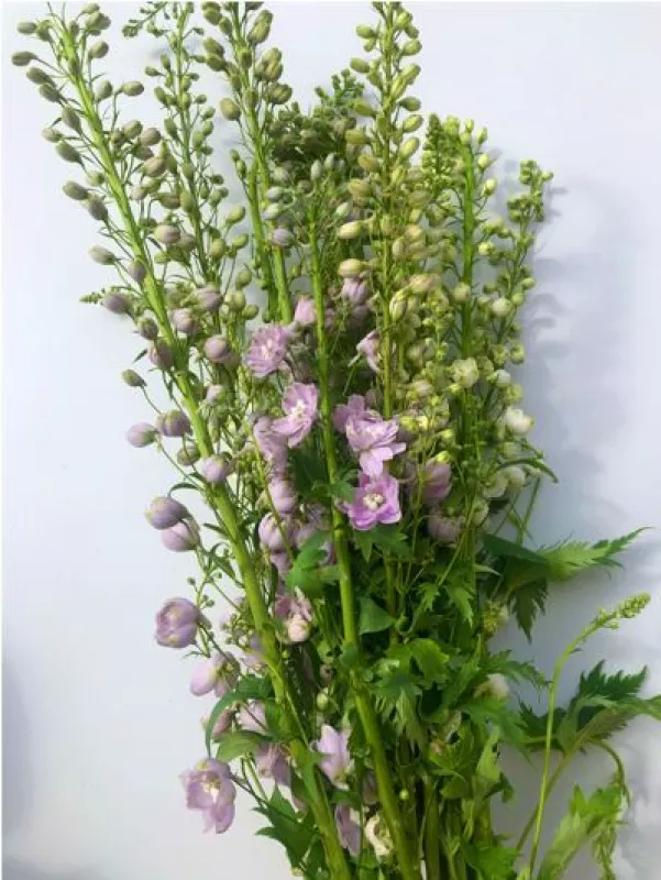 Delphinium Lilac