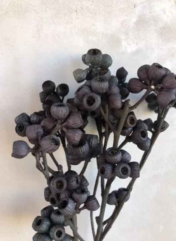 Ambernut Black