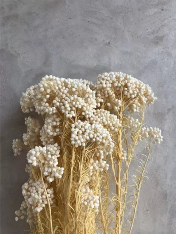 Rice Flower Bleached