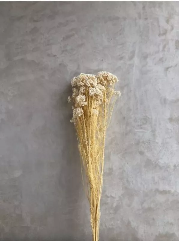Rice Flower Bleached