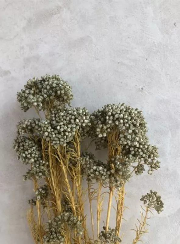 Rice Flower - Pastel Gold