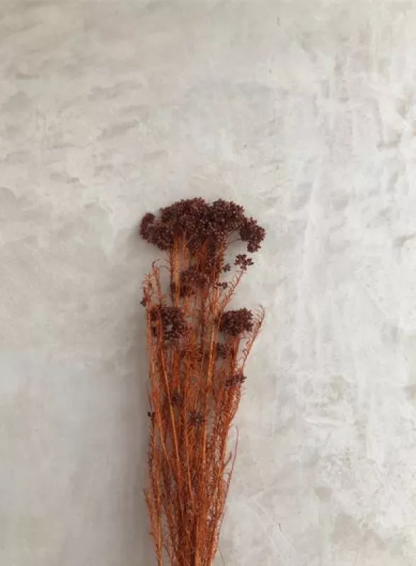 Rice Flower - Terracotta