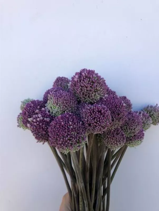 Allium