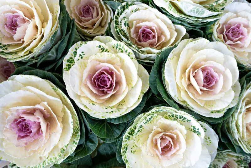 Ornamental Kale