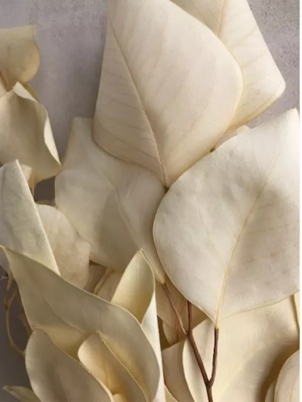 Eucalyptus - Bleached