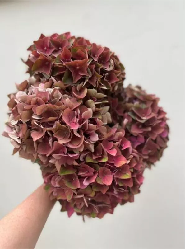 Brown Hydrangea