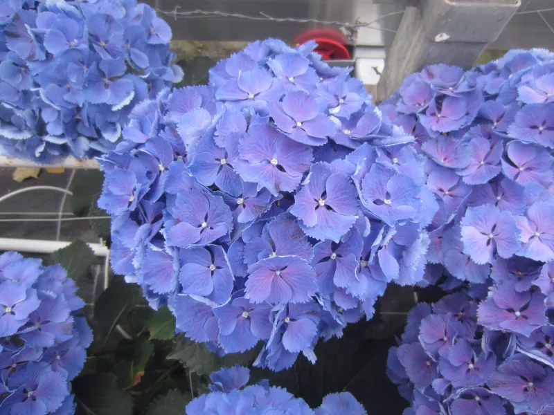 Hydrangea Bluebells