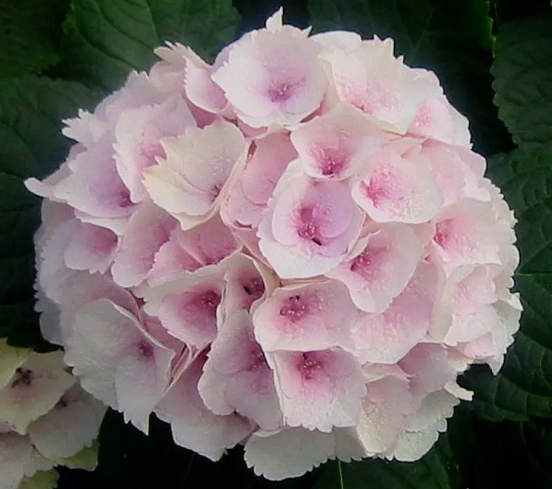 Hydrangea Emerald 