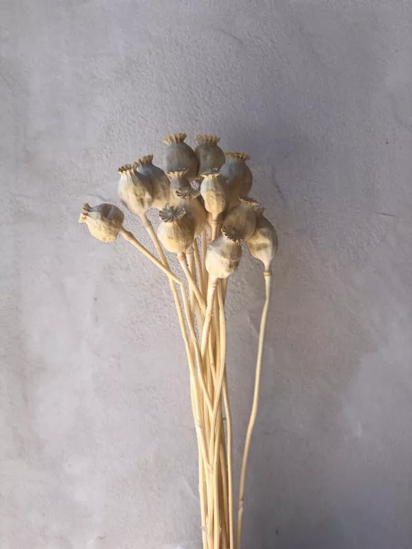 Poppy Pods Bleached