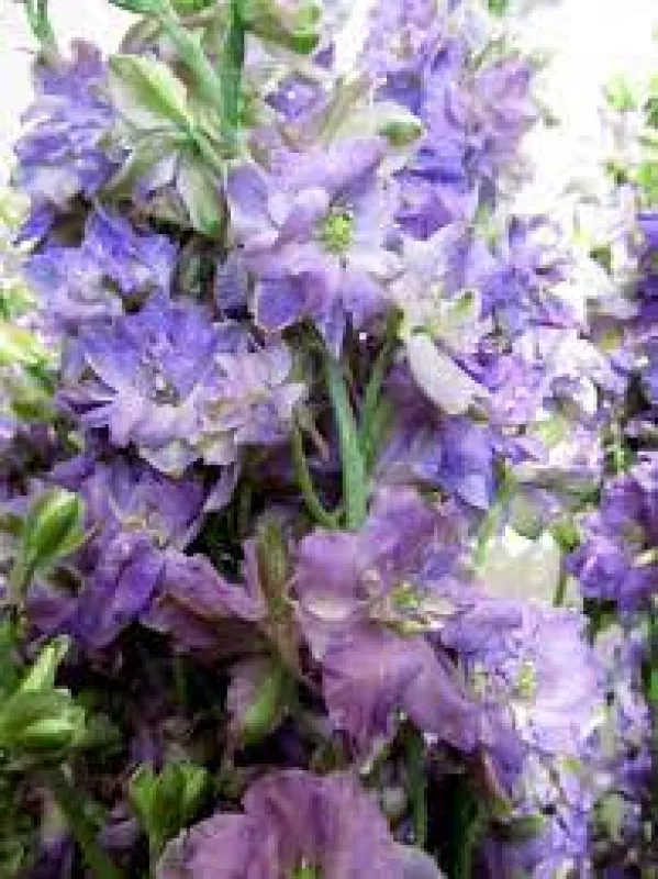 Larkspur Lilac