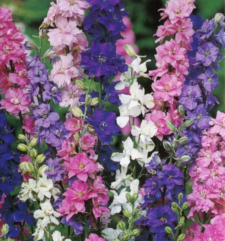 Larkspur Formula Mix-Correct