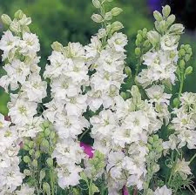 Larkspur White