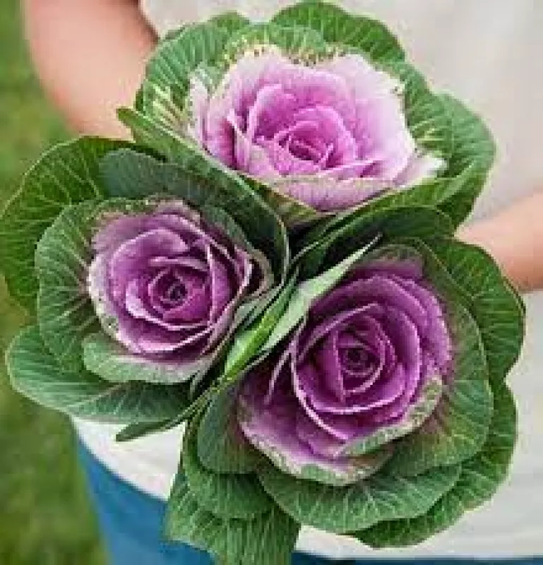 Ornamental Kale Crane Pink