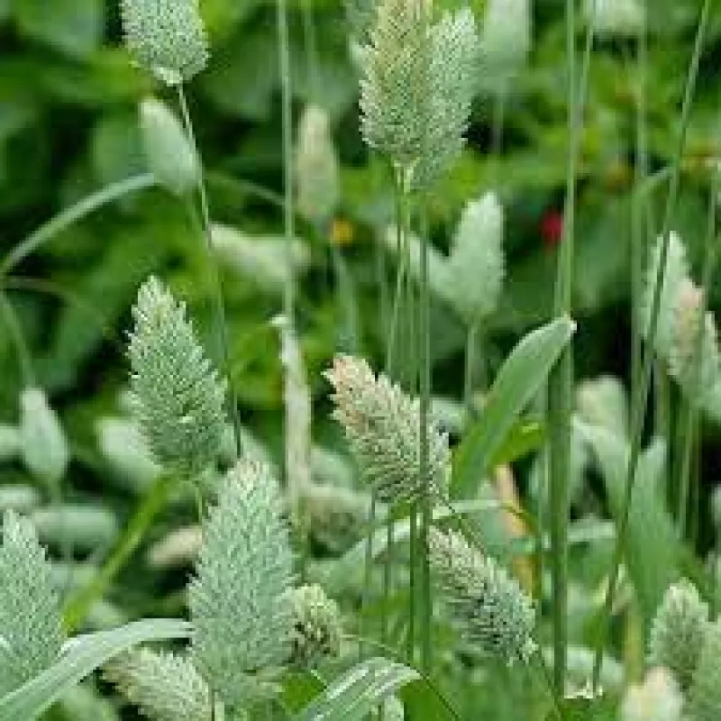 Canary Grass