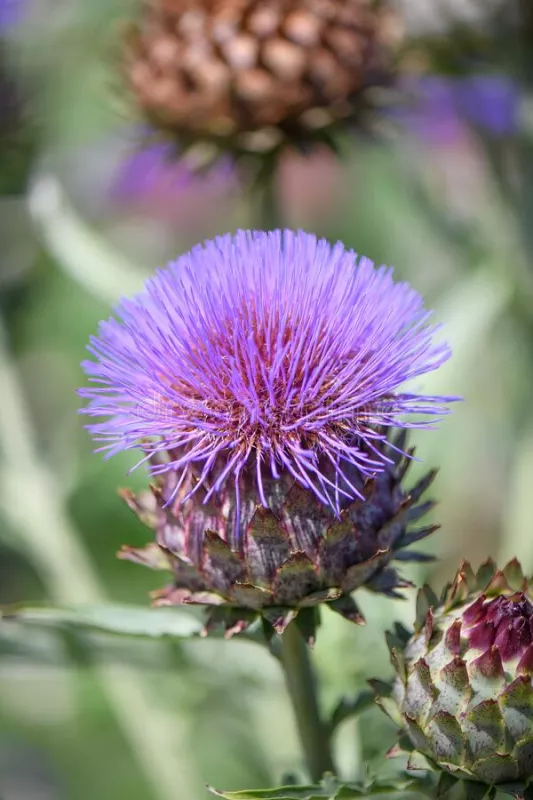 Cardoon Thistle