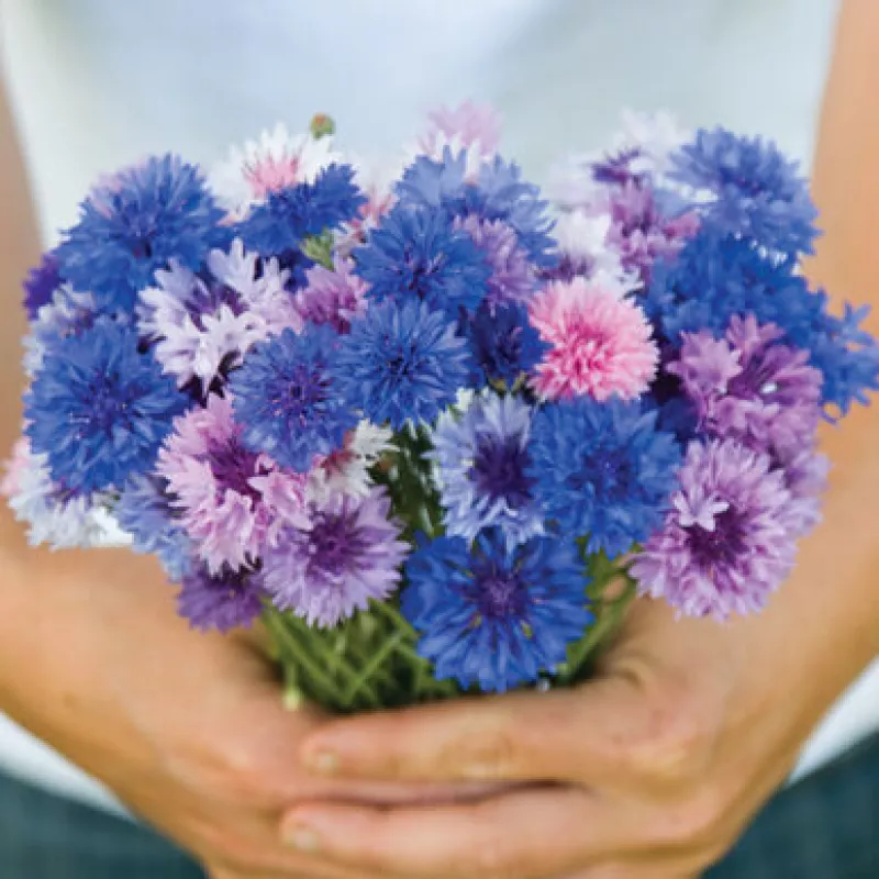 Cornflower Ball Mix