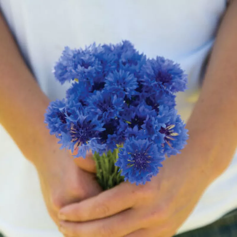 Cornflower Blue Boy