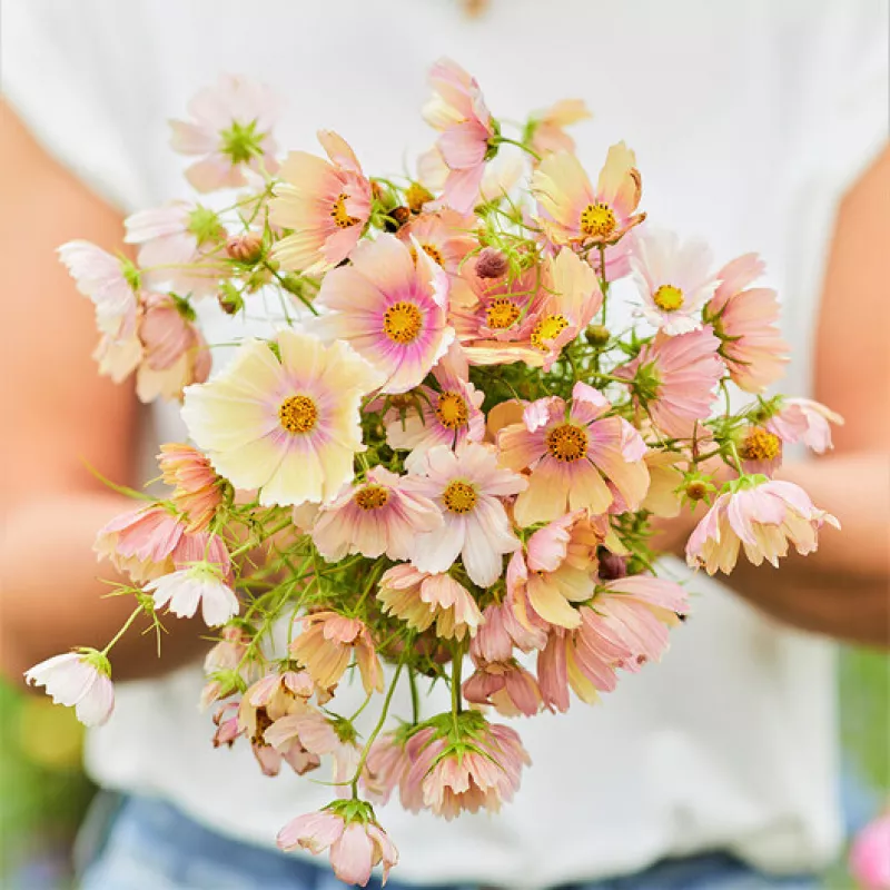 Cosmos Apricot Lemonade