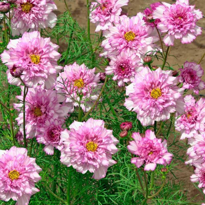 Cosmos Double Dutch Pink