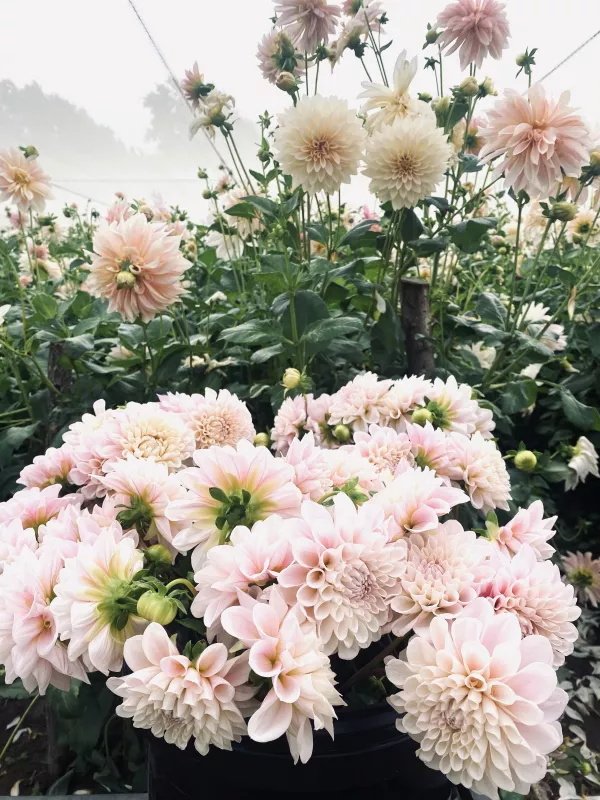 Blush Summer Flower Combo