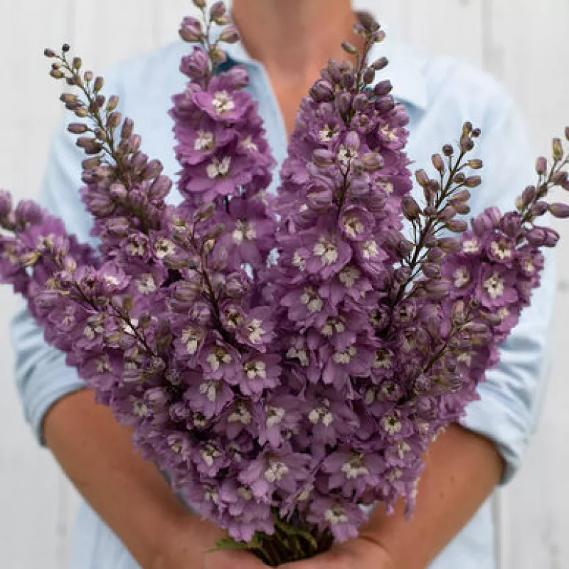 Delphinium Cherry Blossom