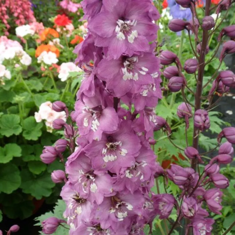 Delphinium Lilac Pink White Bee