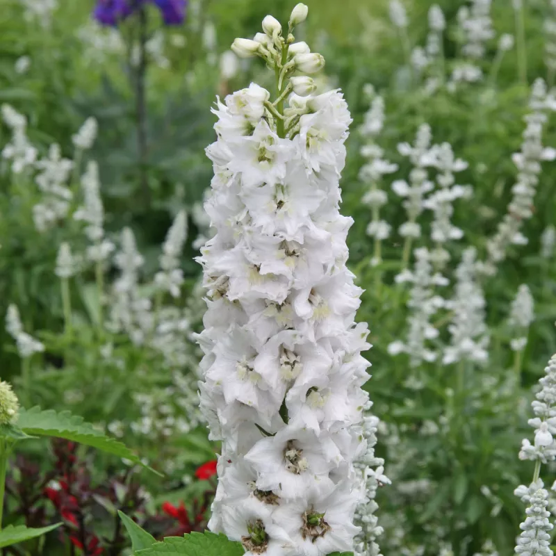 Delphinium Pure White