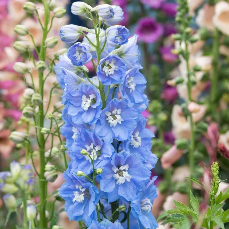 Delphinium Sky Blue White Bee