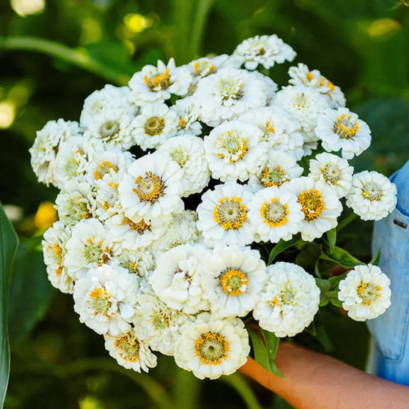 Oklahoma White Zinnia