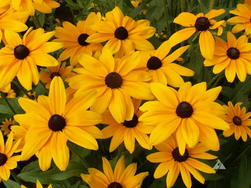 Rudbeckia Indian Summer