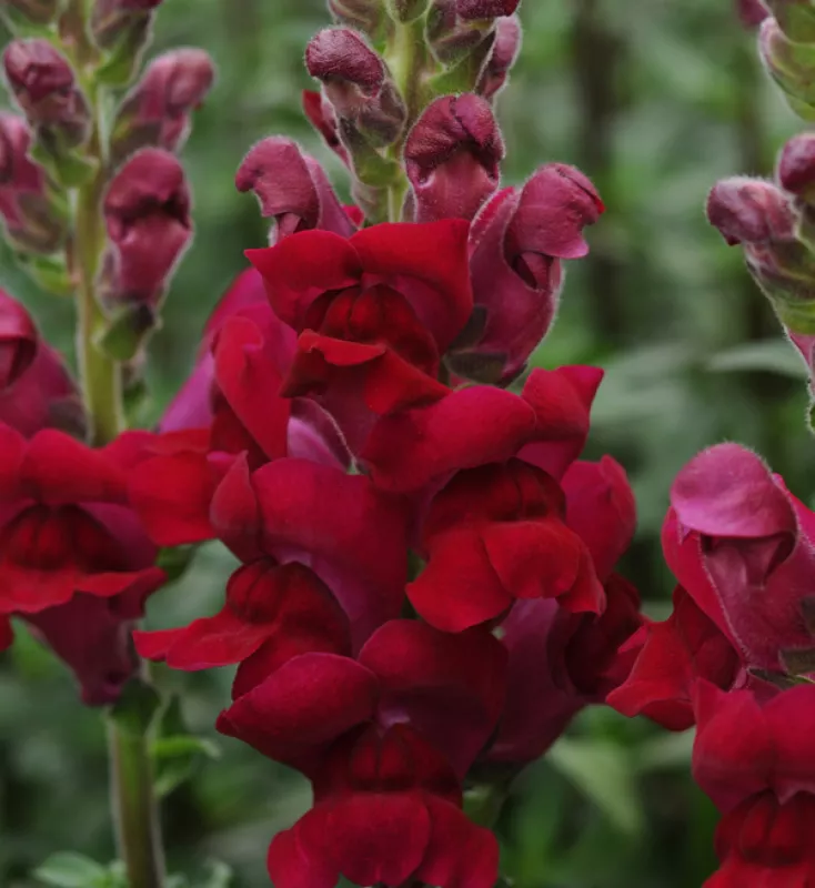 Snapdragon Potomac Crimson