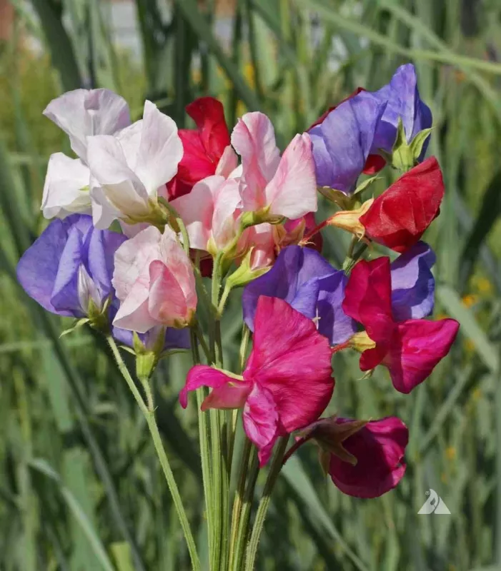 Sweet Pea Winter Elegance Mix