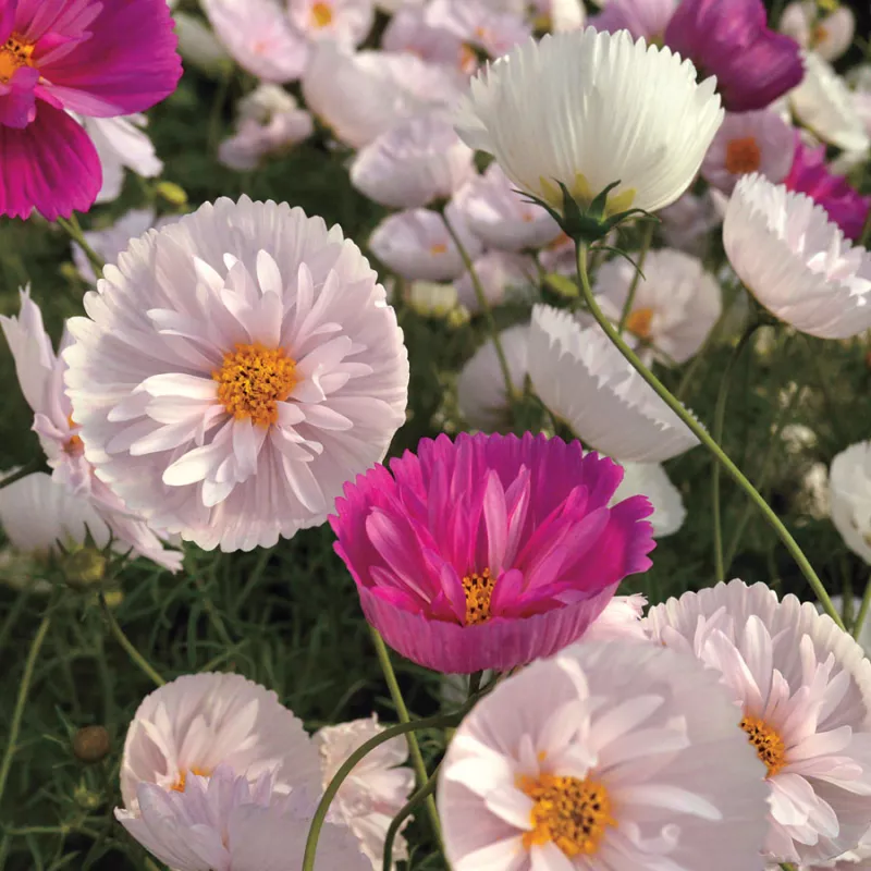 Cosmos Cupcake & Saucers Mix