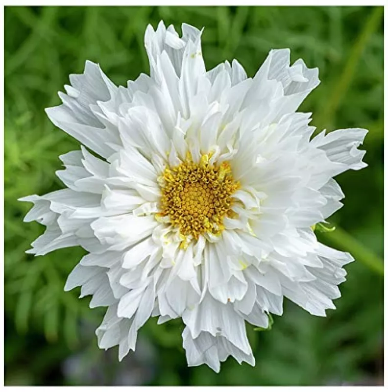 Cosmos Double Dutch White