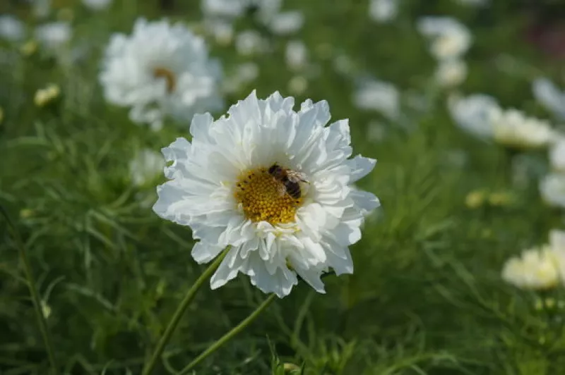 Cosmos Double Dutch White