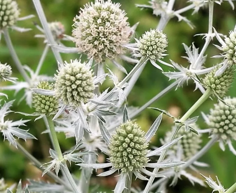 Eryngium White Glitter