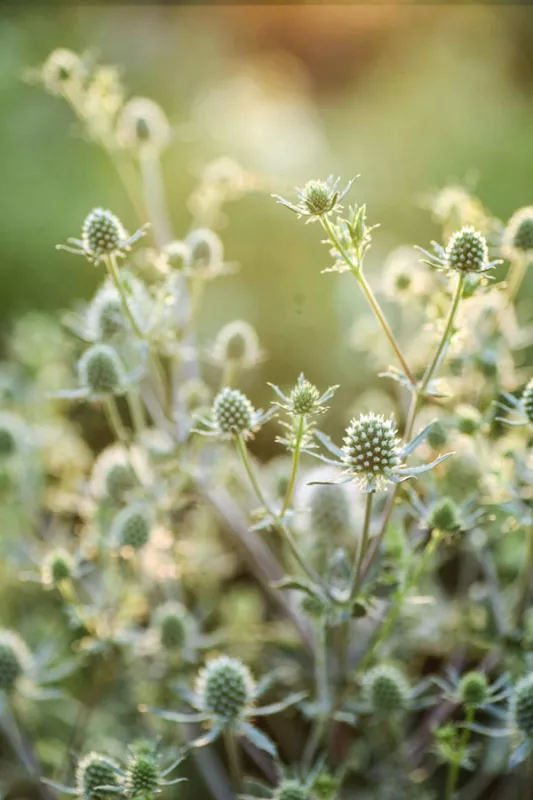 Eryngium White Glitter