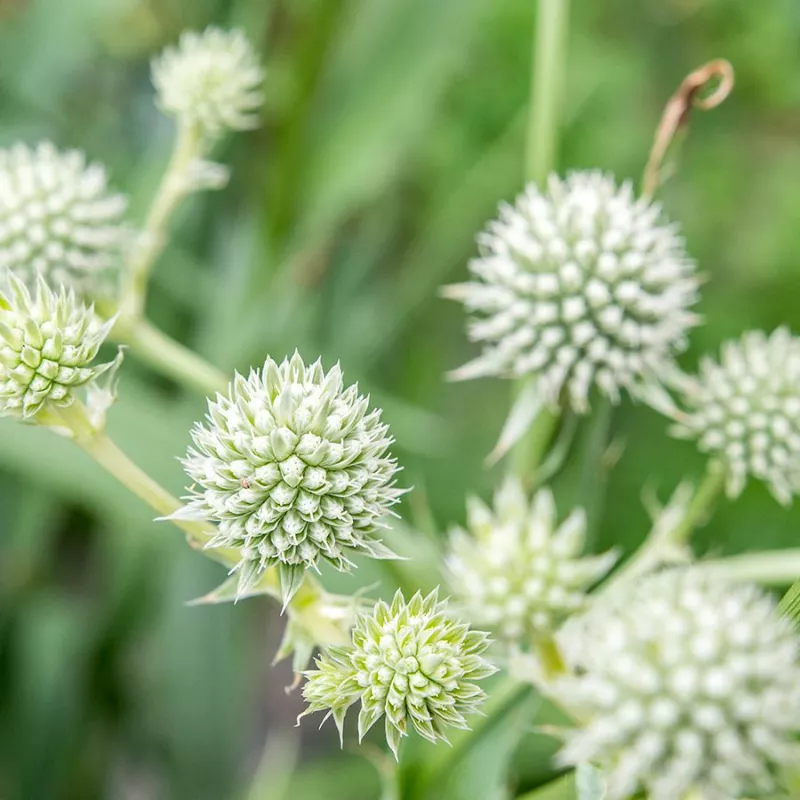 Eryngium White Glitter