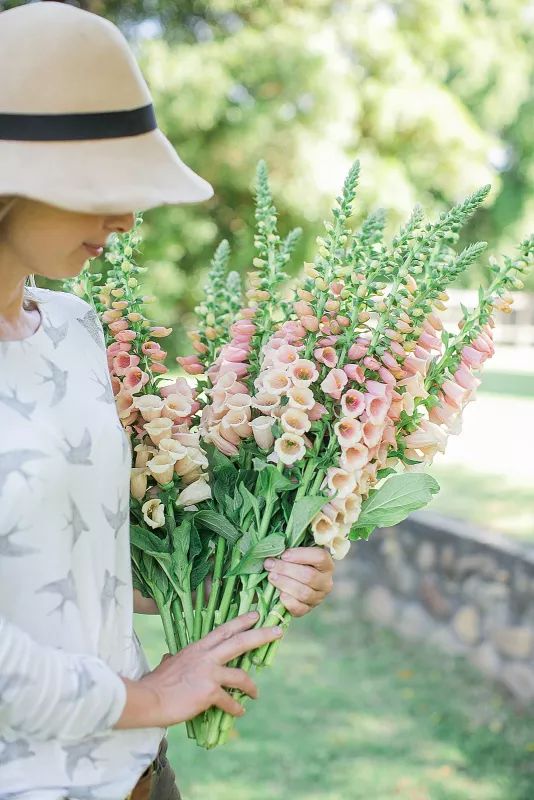 Foxglove Salmon