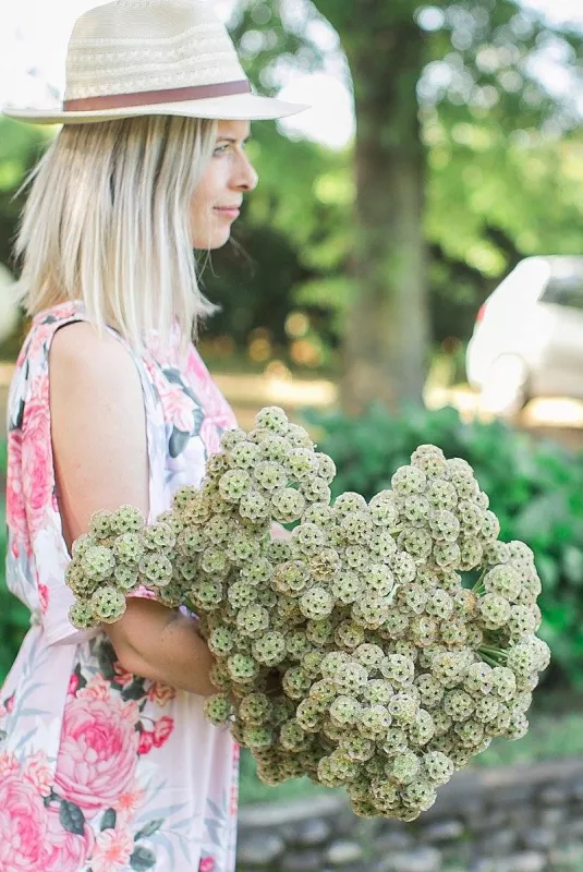 Scabiosa Pods