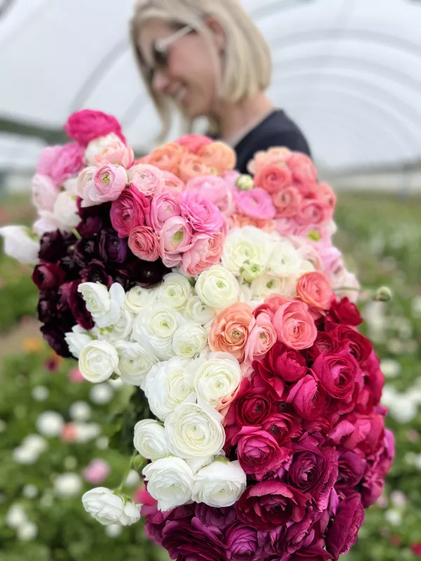 Adene's French & Italian Ranunculus Mix