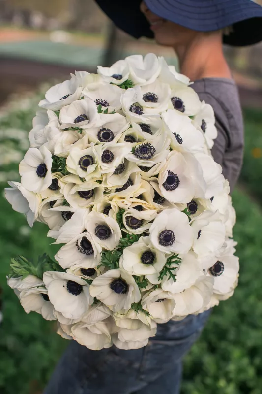 Anemone Carmel White Panda